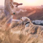 ریموت دور کننده حیوانات گرین لاین Green Lion Ultrasonic Pet Shield - Image 3